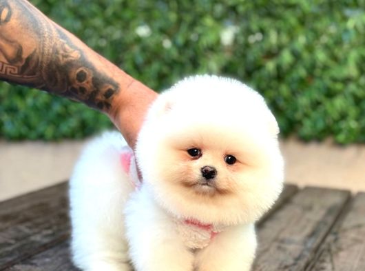 Panda Surat Pomerani̇an Boo Yavrumuz görsel