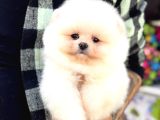 Panda Surat Pomerani̇an Boo Yavrumuz
