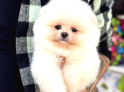 Panda Surat Pomerani̇an Boo Yavrumuz görsel