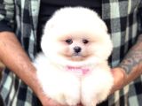 PANDA SURAT POMERANİAN BOO YAVRUMUZ