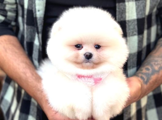 Panda Surat Pomerani̇an Boo Yavrumuz
