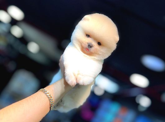 Ayi Yüzlü Pomerani̇an Boo Yavrumuz görsel