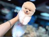 Ayi Yüzlü Pomerani̇an Boo Yavrumuz