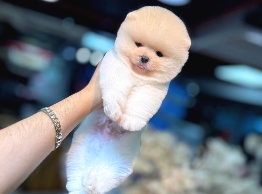 Ayi Yüzlü Pomerani̇an Boo Yavrumuz görsel