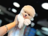 AYI YÜZLÜ POMERANİAN BOO YAVRUMUZ