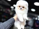 BEYAZ POMERANİAN BOO YAVRUMUZ