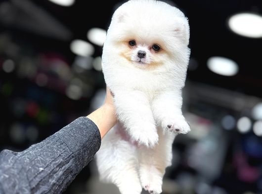 Beyaz Pomerani̇an Boo Yavrumuz