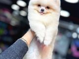 Beyaz Pomerani̇an Boo Yavrumuz