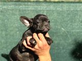 French Bulldog Yavrularımız