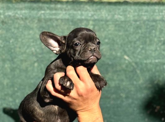 French Bulldog Yavrularımız görsel