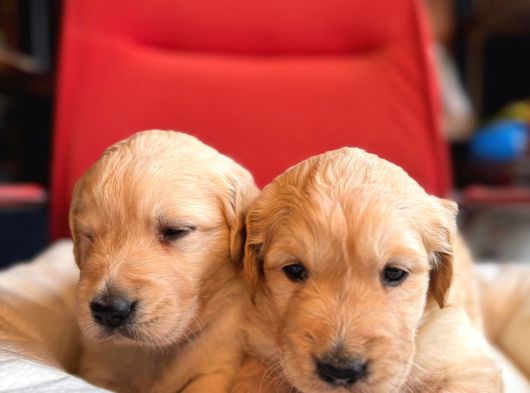 En Sadık Hayat Arkadası Golden Bebeklerimiz görsel