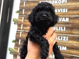 Black Poodle Erkek Bebekler