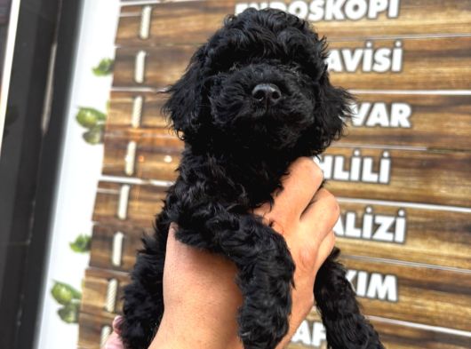 Black Poodle Erkek Bebekler görsel