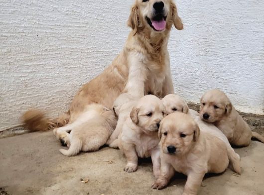 Baby Face Golden Yavrularimiz
