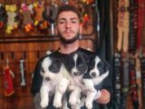 Burkem Ruhsatlı Çifliğimizden Safkan Border Collie