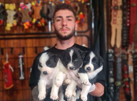 Burkem Ruhsatlı Çifliğimizden Safkan Border Collie görsel
