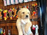 En sadık hayat arkadası golden Bebeklerimiz