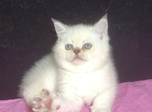 Panda Surat Çeşi̇t Çeşi̇t Bebeler görsel