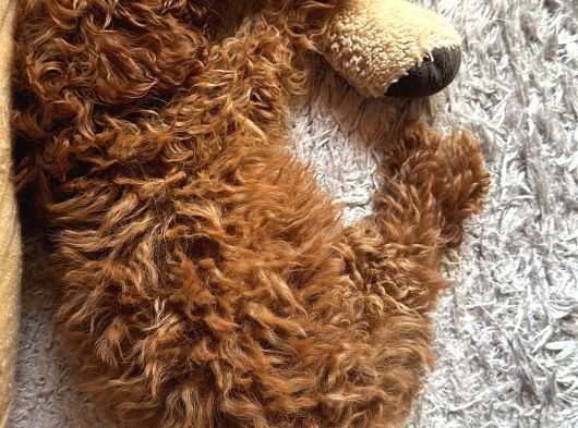 3 Aylık Toy Poodle Aşılı Tuvalet Eğitimli görsel