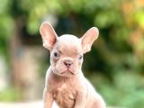 French Bulldog Yavrularımız