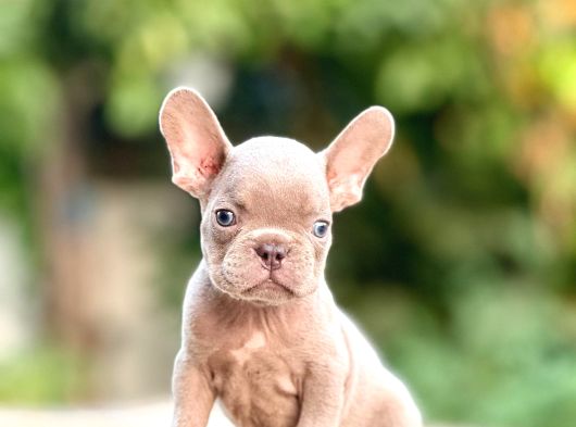 French Bulldog Yavrularımız