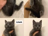 Blue Bri̇ti̇sh Tri̇color Si̇lver Poi̇nt Bebekler
