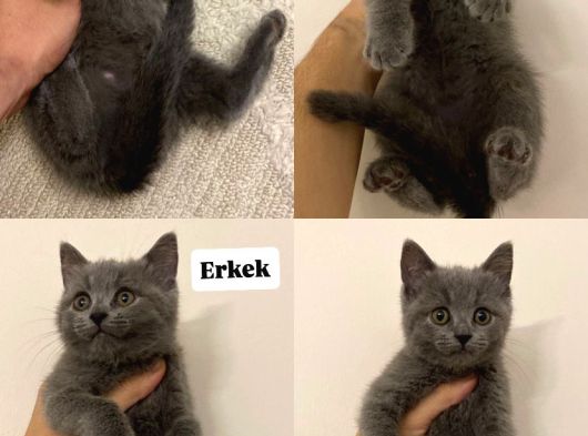 Blue Bri̇ti̇sh Tri̇color Si̇lver Poi̇nt Bebekler görsel