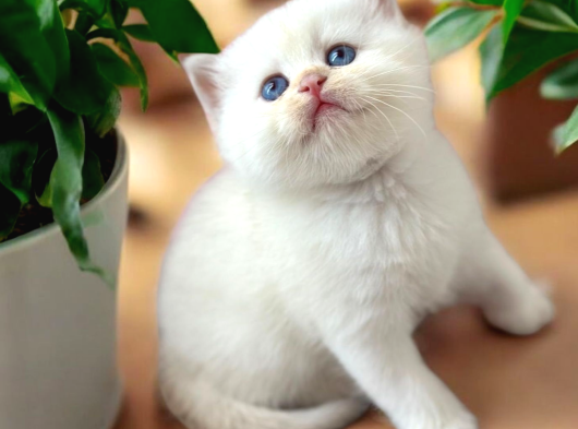 British Longhair Ve Shorthair Golden Yavrular görsel