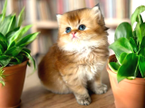 British Longhair Ve Shorthair Golden Yavrular