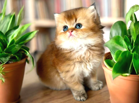 British Longhair Ve Shorthair Golden Yavrular görsel