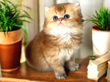 British longhair ve shorthair golden yavrular