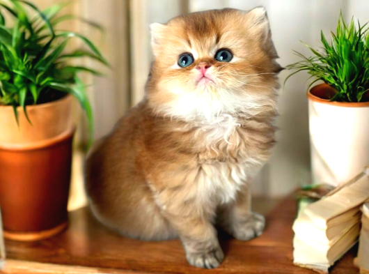 British Longhair Ve Shorthair Golden Yavrular