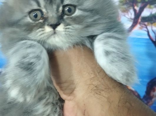 Safkan Yavrularım görsel