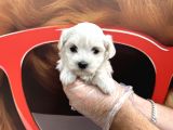 Kore Tea Cup Maltese Terri̇er Yavrularimiz