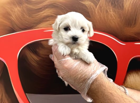 Kore Tea Cup Maltese Terri̇er Yavrularimiz görsel