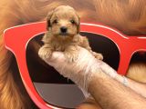 Oyuncak Surat Gerçek Malti̇poo Yavrulari