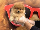 Pomerani̇an Boo Yavrularimiz