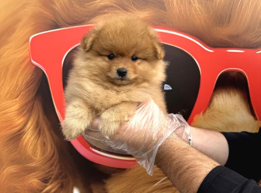 Pomerani̇an Boo Yavrularimiz görsel