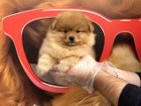 Pomerani̇an Boo Yavrularimiz