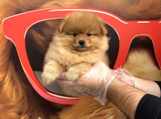 Pomerani̇an Boo Yavrularimiz görsel