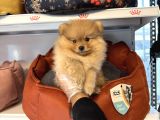 POMERANİAN BOO YAVRULARIMIZ