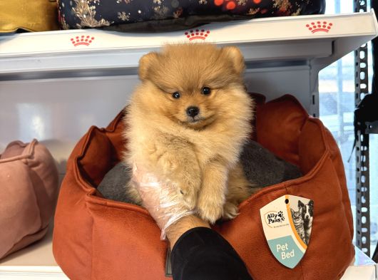 Pomerani̇an Boo Yavrularimiz