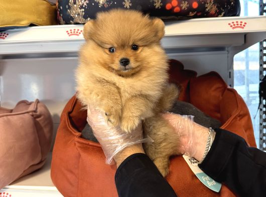 Pomerani̇an Boo Yavrularimiz görsel