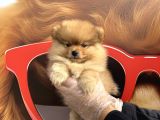 Pomerani̇an Boo Yavrularimiz