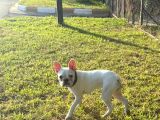 French Bulldog Yavrularımız