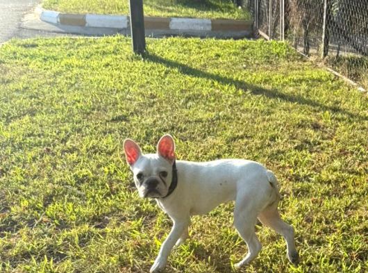 French Bulldog Yavrularımız görsel