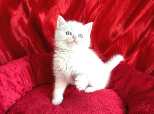 Safkan Blue Point Ve Beyaz Yavru görsel