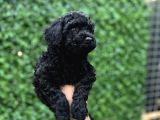 Black Poodle Erkek Bebekler