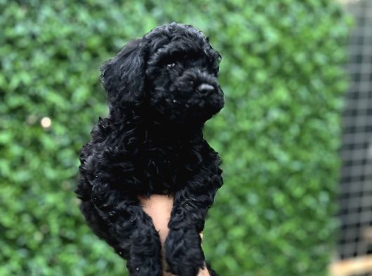 Black Poodle Erkek Bebekler görsel