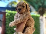 Apricot Poodle Erkek Bebek